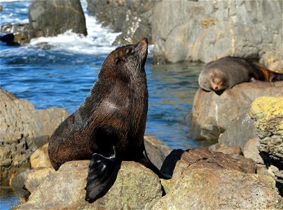 New Zealand fur seal sitting on top of rock photo