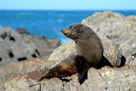Fur seal sitting on top of the rocks photo