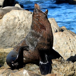 New Zealand fur seal sitting upright on rock and yawning