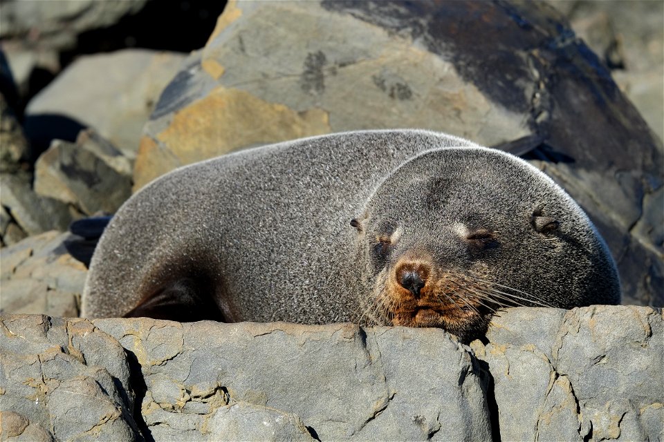 New Zealand fur seal snoozing on a flat rock, the white tips on the longer upper hairs very noticeable