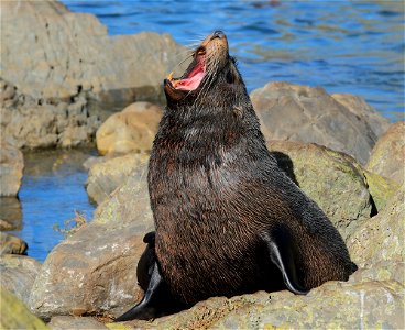 New Zealand fur seal yawning photo