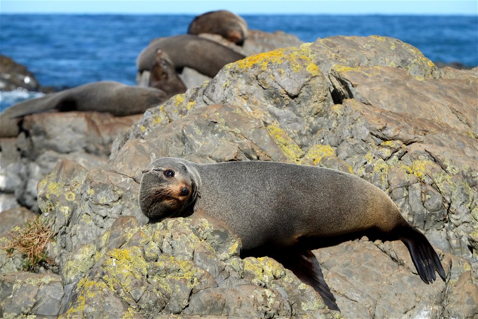 Fur seals lazing around on the rocks at Sinclair Head seal colony - Cook Strait in the background