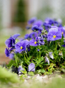 Pansy violet plant photo