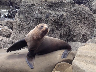 New Zealand Fur Seal at Maori Bay photo