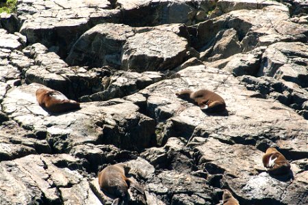 Milford Sound, seals (Arctocephalus forsteri)label QS:Len,"Milford Sound, seals (Arctocephalus forsteri)" label QS:Lhu,"Milford Sound, új-zélandi medvefókák" photo