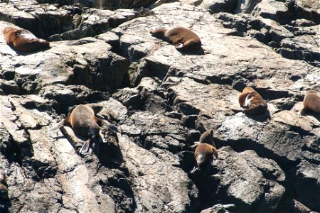 Milford Sound, seals (Arctocephalus forsteri)label QS:Len,"Milford Sound, seals (Arctocephalus forsteri)" label QS:Lhu,"Milford Sound, új-zélandi medvefókák" photo