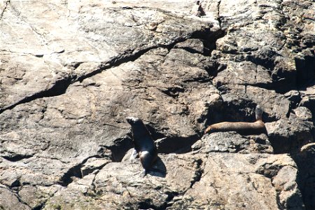 Milford Sound, seals (Arctocephalus forsteri)label QS:Len,"Milford Sound, seals (Arctocephalus forsteri)" label QS:Lhu,"Milford Sound, új-zélandi medvefókák" photo