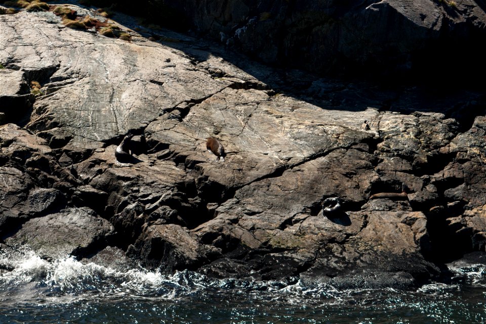 Milford Sound, seals (Arctocephalus forsteri)label QS:Len,"Milford Sound, seals (Arctocephalus forsteri)"
label QS:Lhu,"Milford Sound, új-zélandi medvefókák"