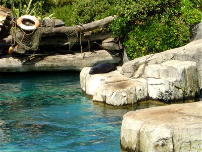 This photo was taken in October 2007 at Auckland Zoo by the user: Zoophilia. It is for the Auckland Zoo page or as otherwise required.