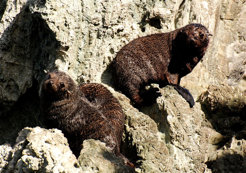 New Zealand Fur Seal pups, Arctocephalus forsteri, Palliser Bay.
