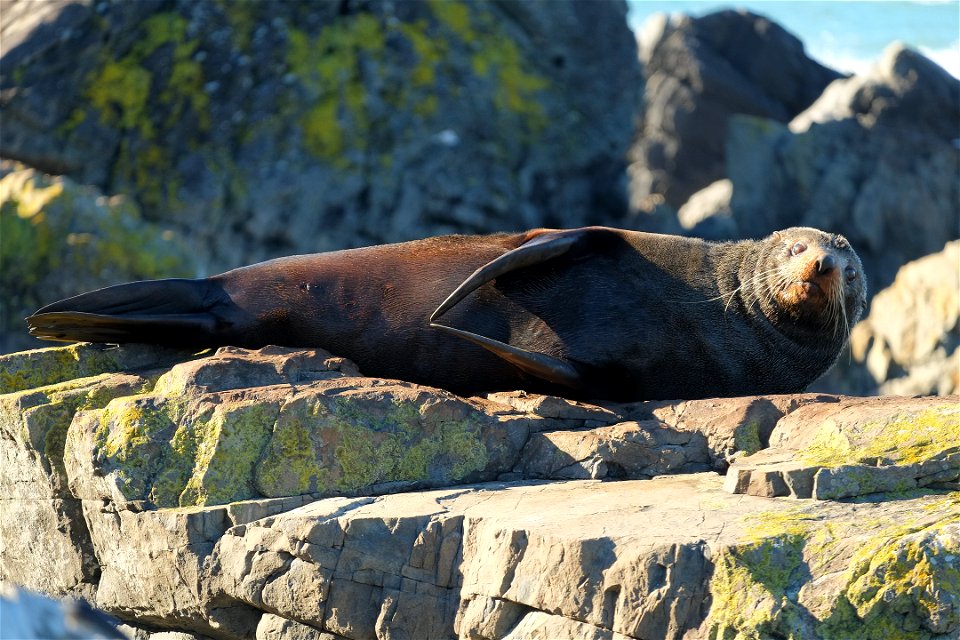 New Zealand fur seal lying outstretched on its side on a flat rock, with flippers touching at the tip, head raised and looking