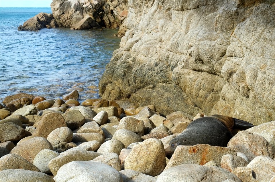 New Zealand fur seal snoozing in rocky area between Mutton Cove and Anatakapau Bay