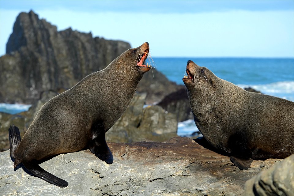 Two New Zealand fur seals sitting on the same rock and barking at each other at Sinclair Head photo