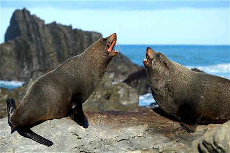Two New Zealand fur seals sitting on the same rock and barking at each other at Sinclair Head