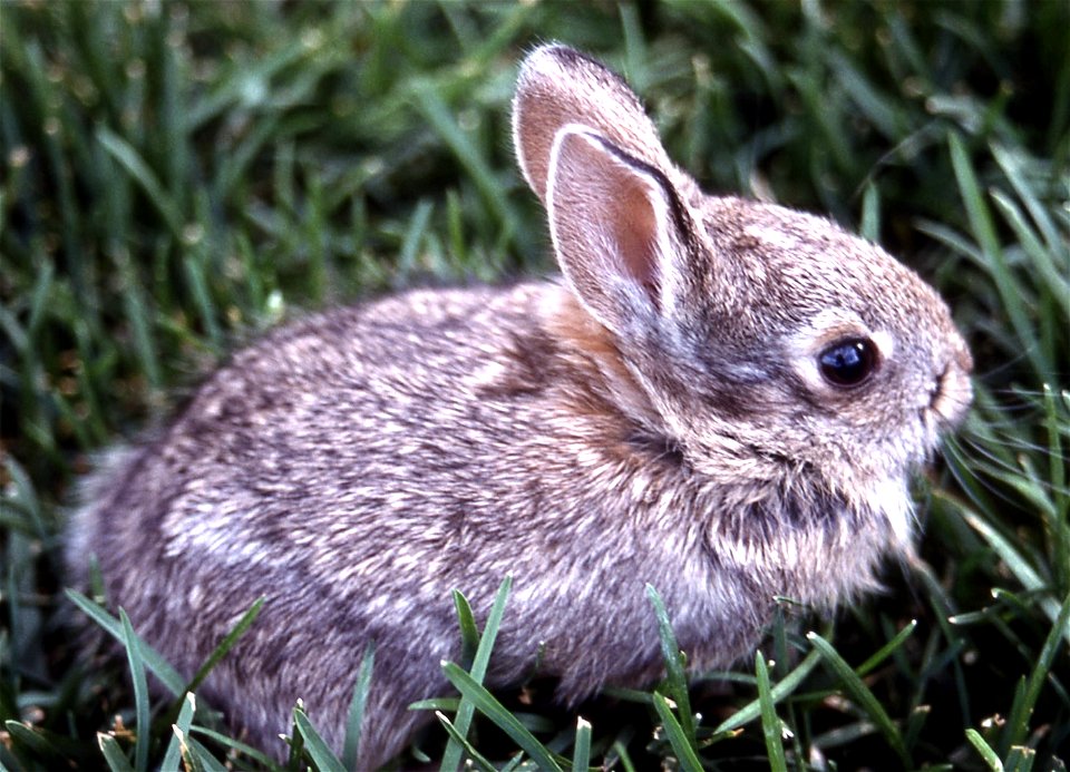 Different flopsy bunny! Link: [1]