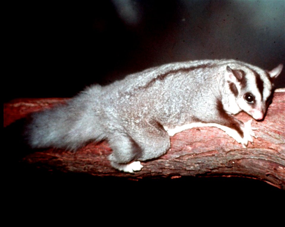 Squirrel Glider at Lone Pine Koala Sanctuary in Brisbane, Queensland, Australia