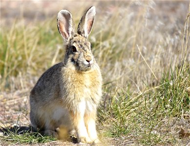 Photo: Tom Koerner/USFWS