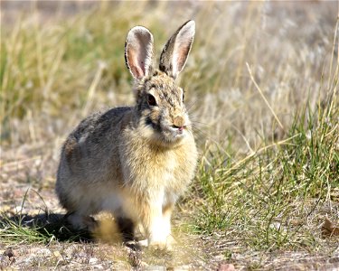 Photo: Tom Koerner/USFWS