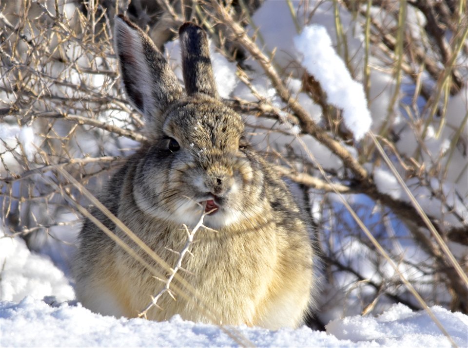 A mountain cottontail browsing on a black greasewood (Sarcobatus vermiculatus) stem on Seedskadee NWR.  Black greasewood plants contain sodium and potassium oxalates and are toxic to livestock. It app