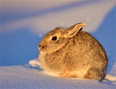 Photo: Tom Koerner/USFWS

<a href="https://www.facebook.com/Seedskadee/" rel="nofollow">www.facebook.com/Seedskadee/</a>