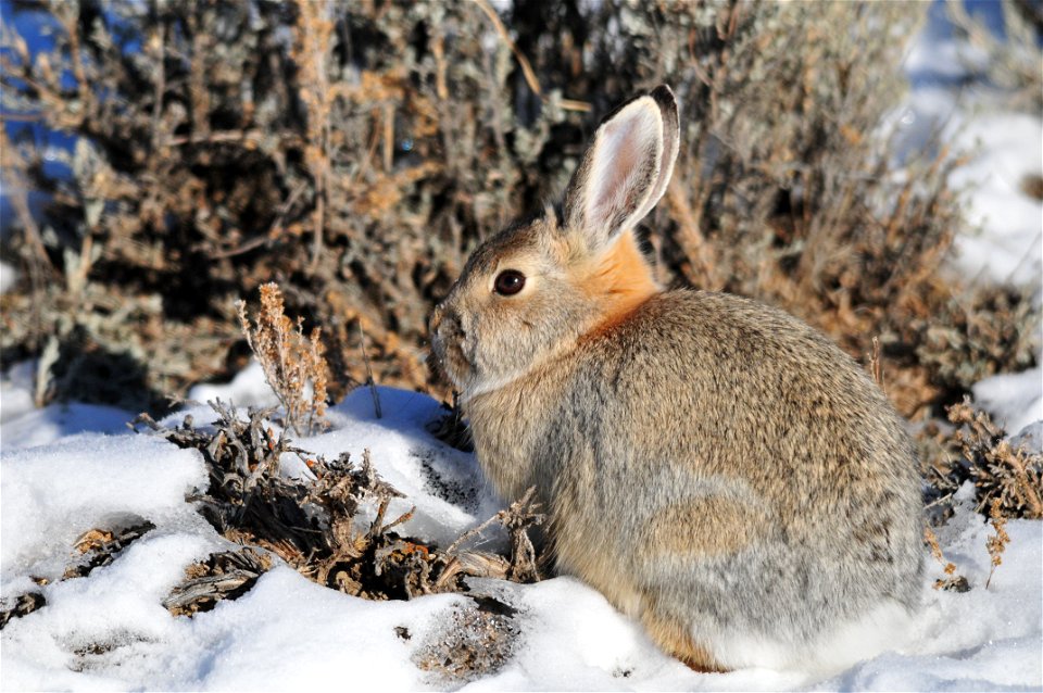 Photo: Tom Koerner/USFWS