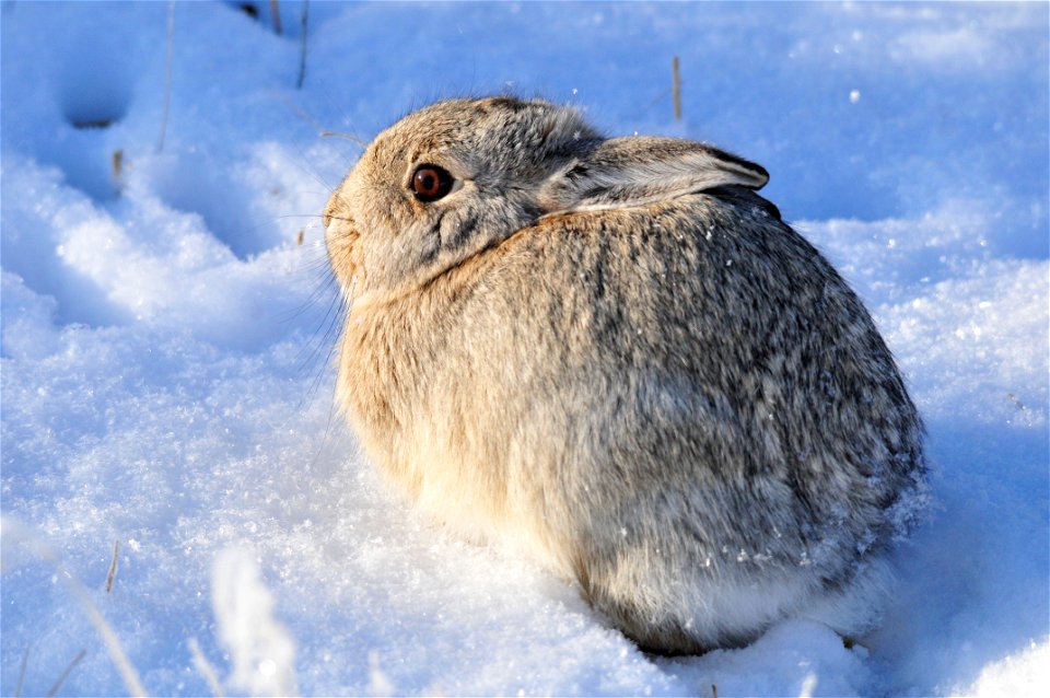 The Mountain cottontail (Slyvilagus nuttallii) is also known by the common name of Nuttall's cottontail.  Their population numbers are cyclic at Seedskadee NWR.  Currently, they are abundant.  Photo: 