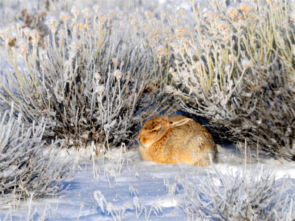 When it is 5 below out, the sun helps to warm the bones.  Cottontails often take advantage of the warmth of the sun by sitting in a spot protected from the wind and exposed to the sun's warming rays. 