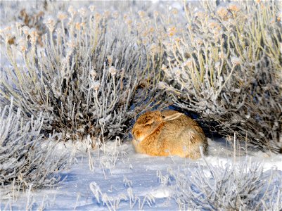 When it is 5 below out, the sun helps to warm the bones.  Cottontails often take advantage of the warmth of the sun by sitting in a spot protected from the wind and exposed to the sun's warming rays. 