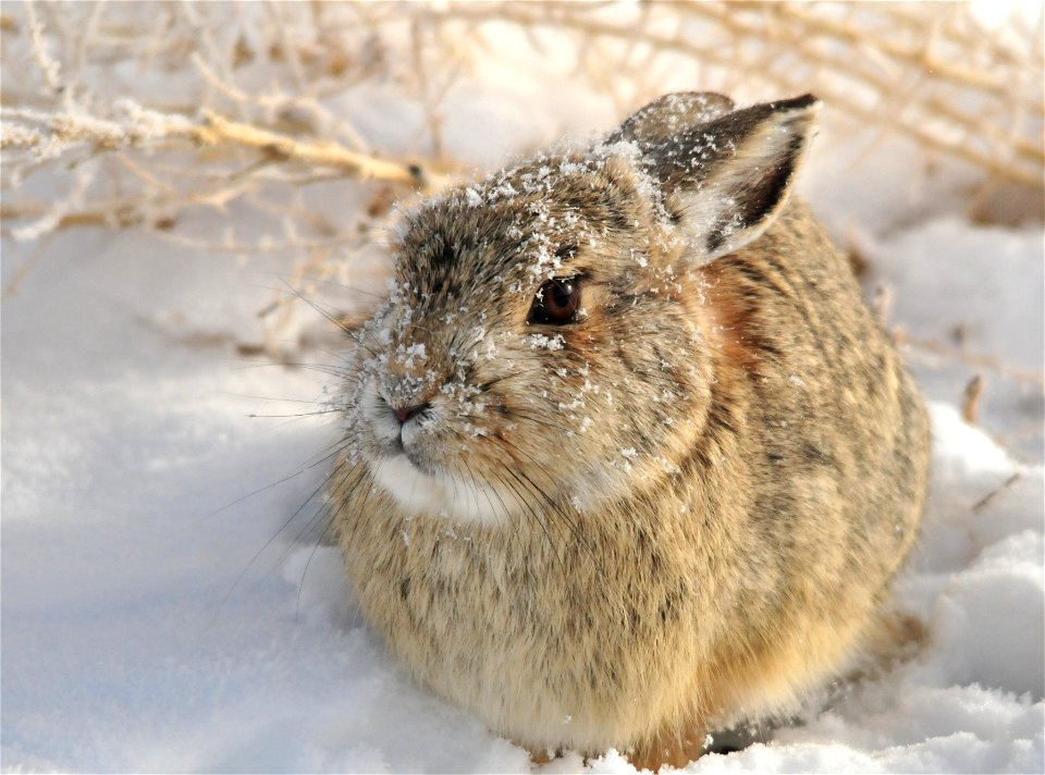 Photo: Tom Koerner/USFWS