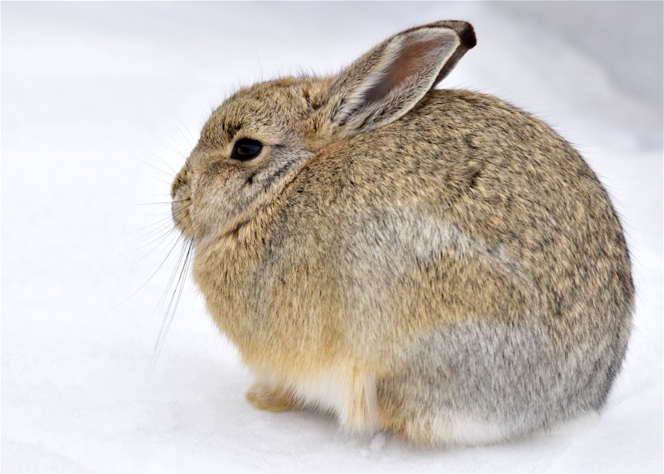 Stay warm bunny.  Photo: Tom Koerner/USFWS

<a href="https://www.facebook.com/Seedskadee/" rel="nofollow">www.facebook.com/Seedskadee/</a>