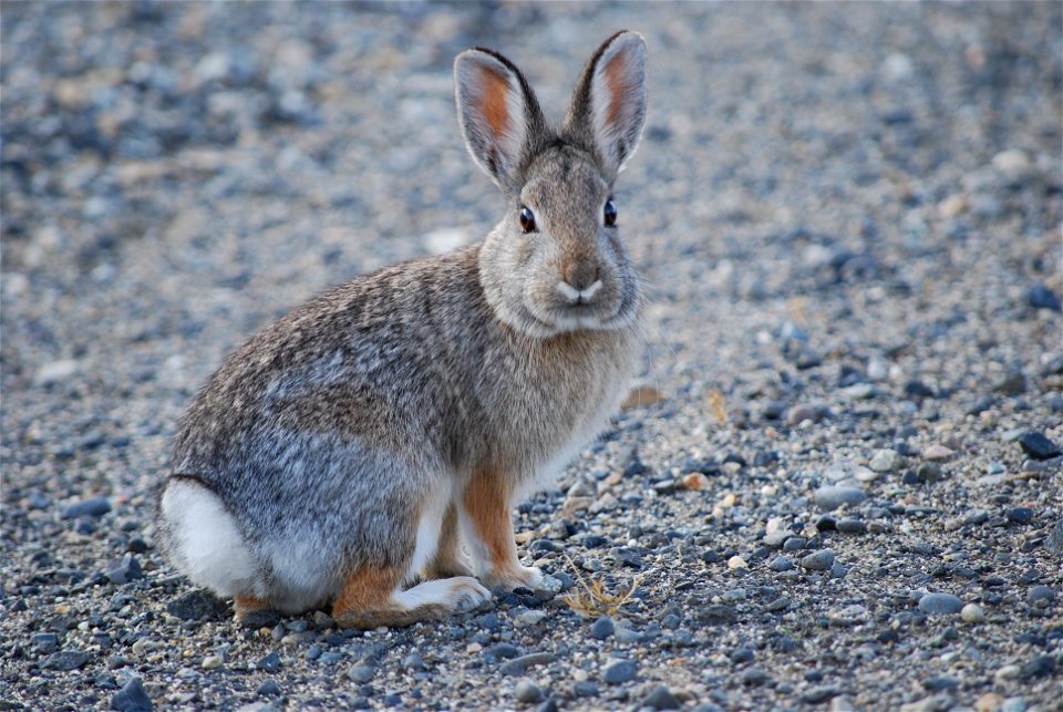 Mountain/Nuttall's Cottontail in Washington State
