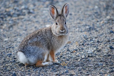 Mountain/Nuttall's Cottontail in Washington State