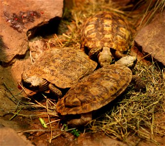 Pancake tortoises (Malacochersus tornieri) at the Buffalo Zoo
