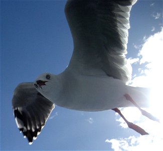 A Red-billed Gull, flying at/near (not sure of details) Akaroa. Original name of image was Image:20070414IMG 1433 Gulls Akaroa.jpg.