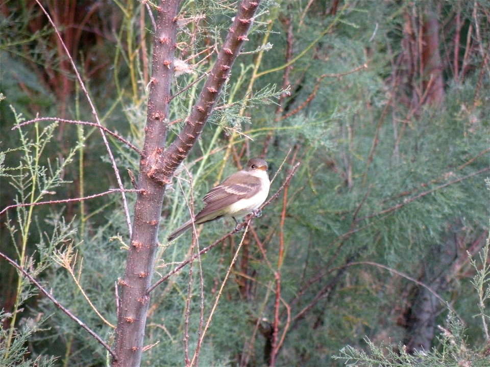 Empidonax traillii extimus (Southwestern willow flycatcher) in Tonto National Forest