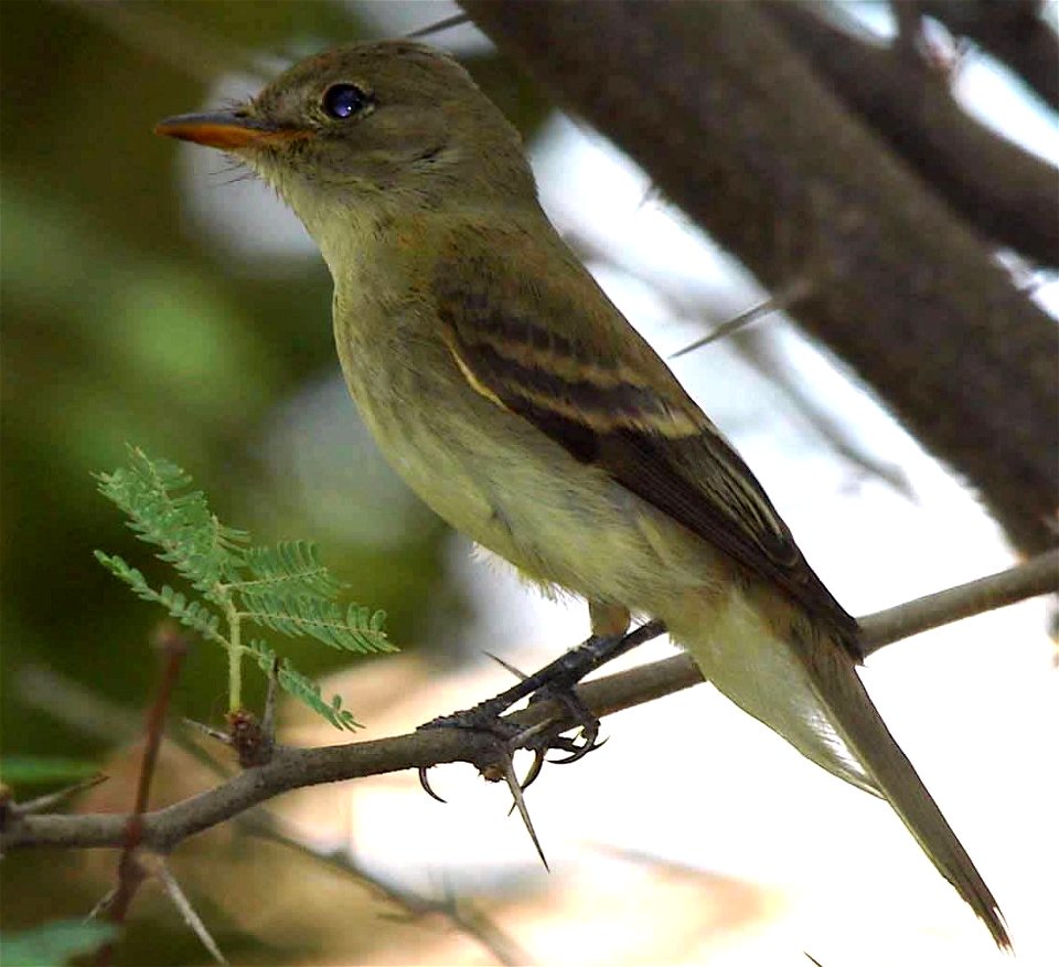 Southwestern Willow Flycatcher (Empidonax traillii extimus), federally-listed as endangered under the Endangered SpeciesAct as amended.