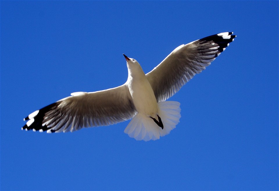 Red-billed Gull (Larus scopulinus) in flight, New Zealand