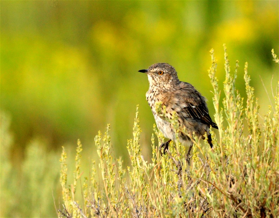 Sage thrasher, Oreoscoptes montanus, in Seedskadee National Wildlife Refuge