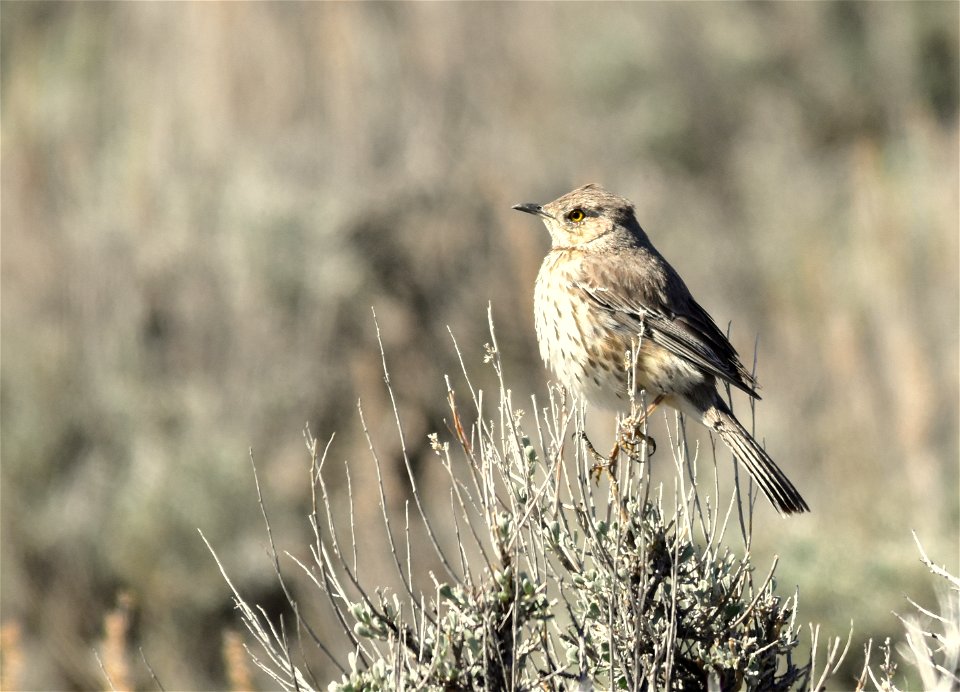 A sage thrasher perched on a Wyoming big sagebrush,

Photo: Tom Koerner/USFWS