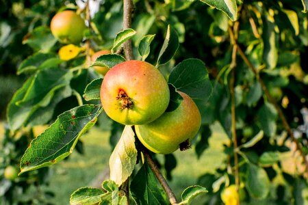 Fruit trees kernobstgewaechs nature