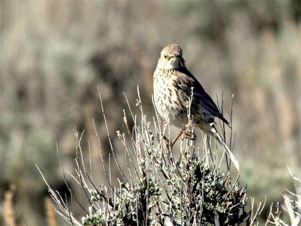 A sage thrasher perched on a Wyoming big sagebrush.  Photo: Tom Koerner/USFWS