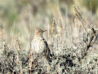 A sage thrasher perched on a Wyoming big sagebrush. 

Photo: Tom Koerner/USFWS