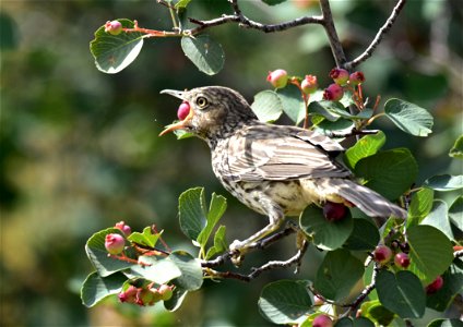 Sage thrashers feed primarily on terrestrial insects and arthropods, such as ants, grasshoppers, and ground beetles, which they find  on Seedskadee NWR in the sage steppe, where they nest.  They will 