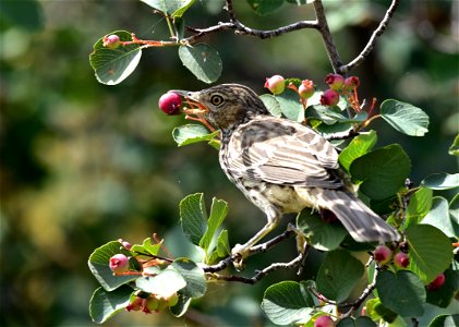 Sage thrashers feed primarily on terrestrial insects and arthropods, such as ants, grasshoppers, and ground beetles, which they find  on Seedskadee NWR in the sage steppe, where they nest.  They will 