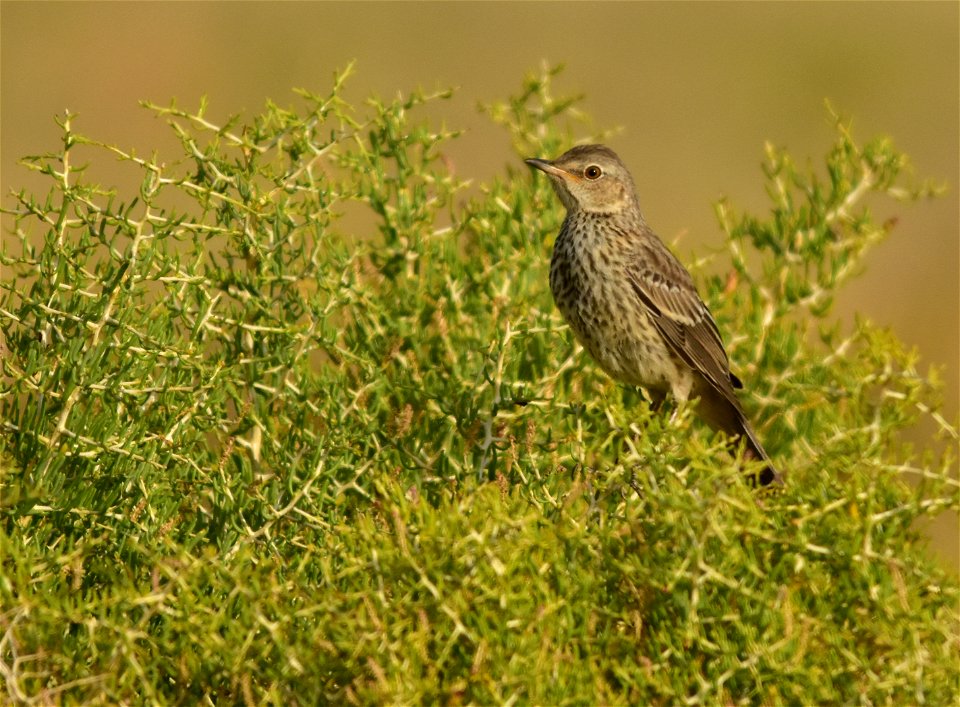 Photo: Tom Koerner/USFWS