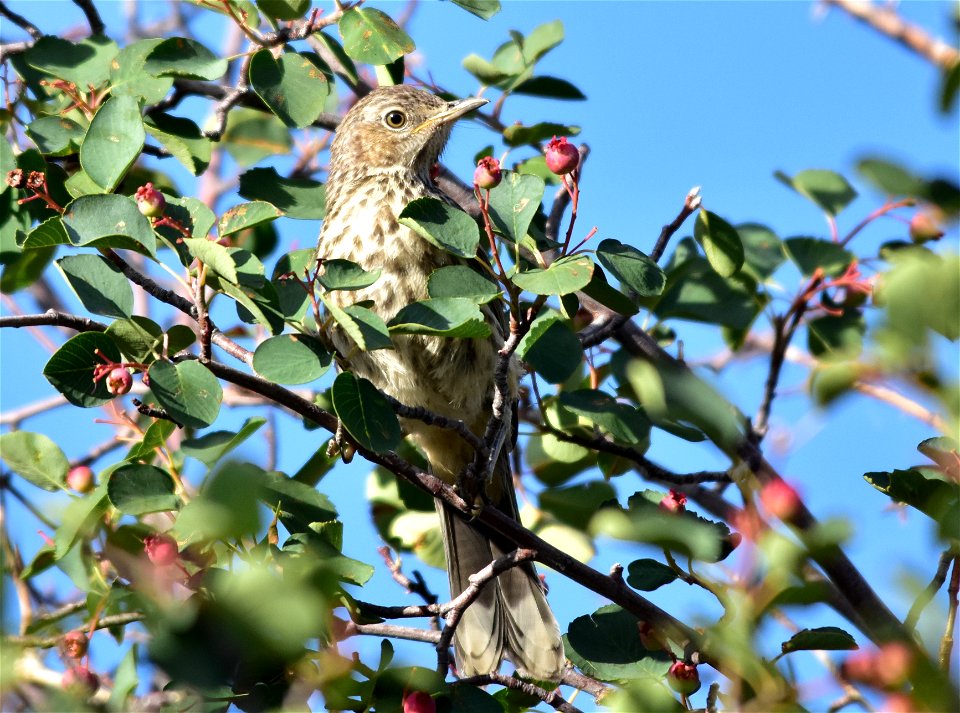 Photo: Tom Koerner/USFWS