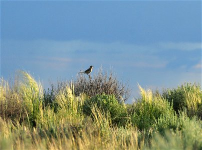 A sage thrasher perches on the skeleton of a Wyoming big sagebrush while singing its melodius song.  Good spring moisture on Seedskadee NWR and Wyoming in general has resulted in improved habitat cond