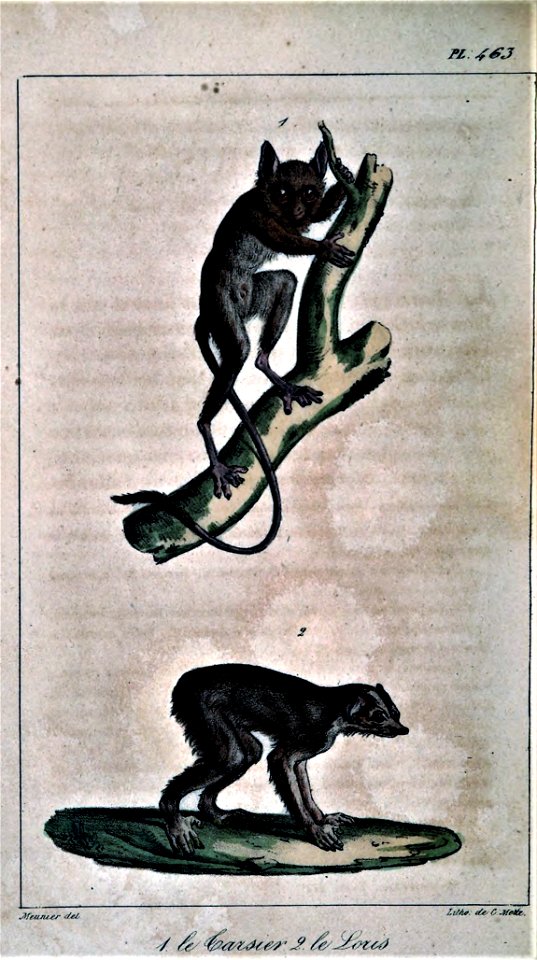 Tarsius spectrum & Loris tardigradus