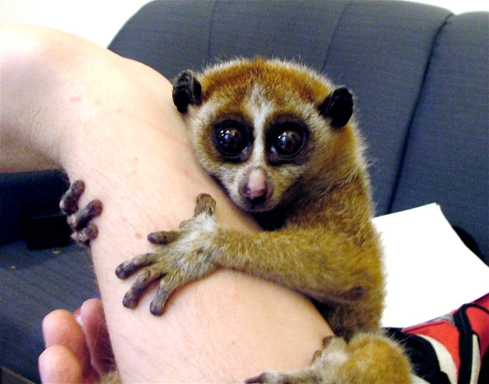 A female Pygmy Slow Loris (Nycticebus pygmaeus) clinging strongly to a human arm
