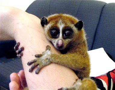 A female Pygmy Slow Loris (Nycticebus pygmaeus) clinging strongly to a human arm photo